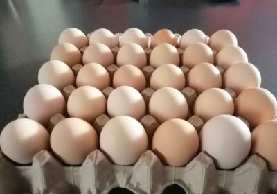 huevos-corral-4