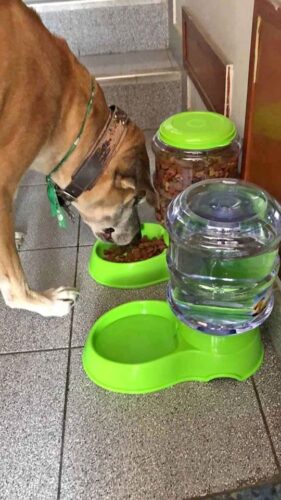 Dispensadores automáticos de agua y comida para mascotas