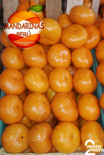 Naranjas de mesa y Mandarina sin pepa