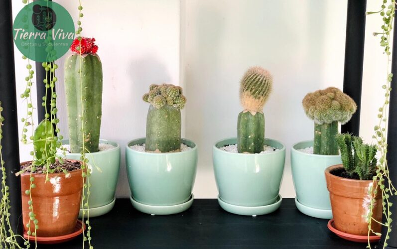 Cactus-plantas-naturales-3