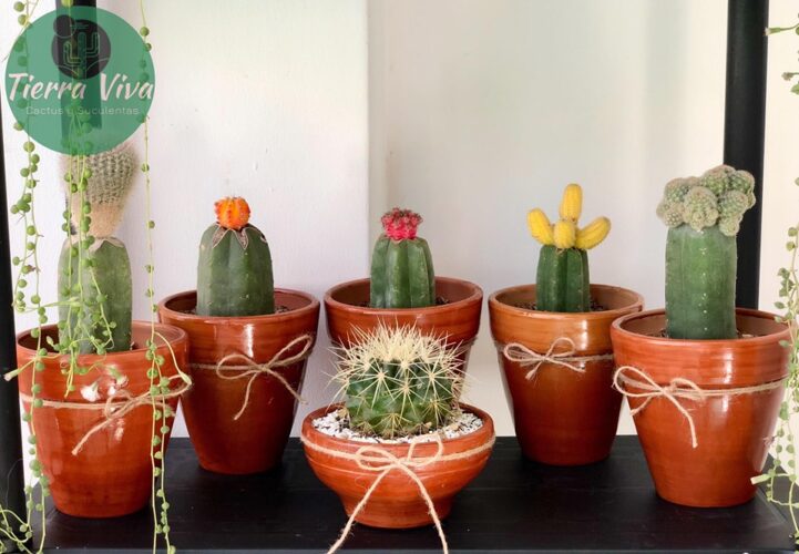 Cactus-plantas-naturales-4