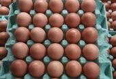 Huevos Baratos directo de granja