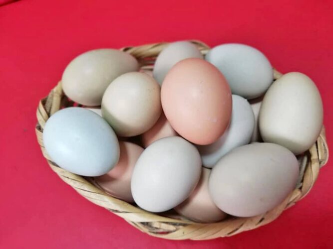 Huevos-de-gallinas-de-corral-1
