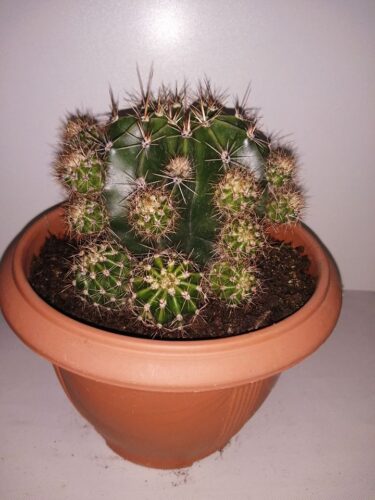 Plantas-Cactus-Cusco-1