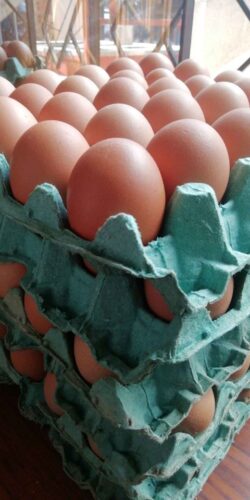 Venta de huevos por mayor y menor