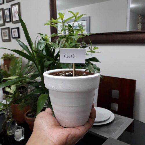 Plantas-y-hierbas-aromaticas-5