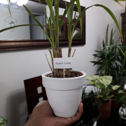 Plantas-y-hierbas-aromaticas-6