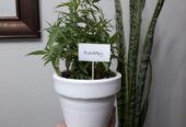 Plantas-y-hierbas-aromaticas-8